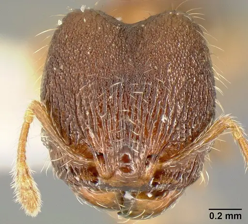 Pheidole karolmorae - INBIOCRI002279843