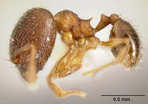 Pheidole karolmorae - INBIOCRI002279843