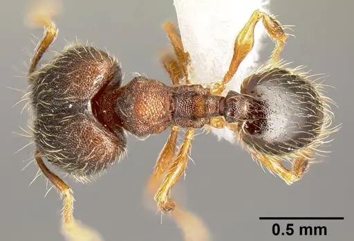 Pheidole karolsetosa specimen