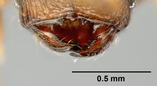 Pheidole karolsetosa specimen