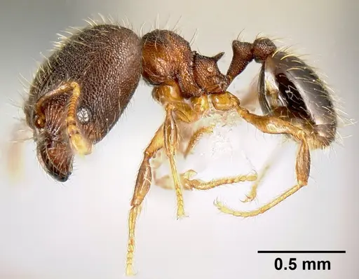 Pheidole karolsetosa - CASENT0609023