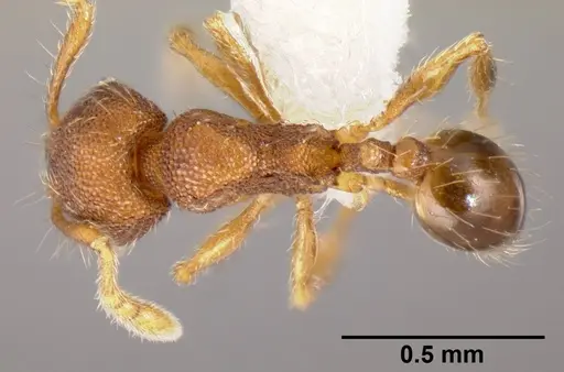 Pheidole karolsetosa - CASENT0609024