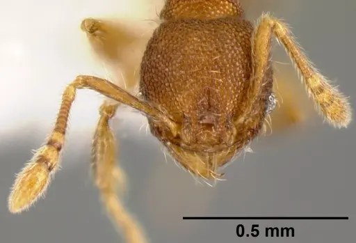Pheidole karolsetosa - CASENT0609024