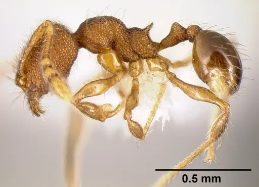 Pheidole karolsetosa - CASENT0609024