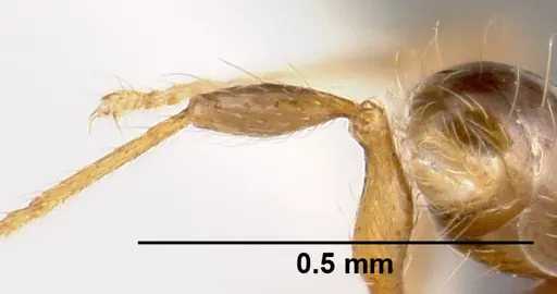 Pheidole karolsetosa - CASENT0609024