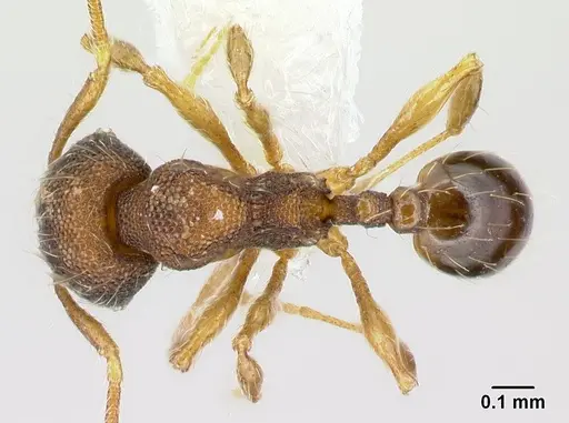 Pheidole karolsetosa - CASENT0609033