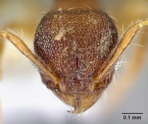 Pheidole karolsetosa - CASENT0609033