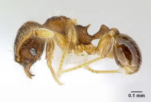 Pheidole karolsetosa - CASENT0609033