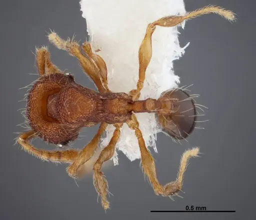 Pheidole karolsetosa - CASENT0609035