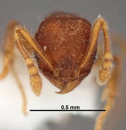 Pheidole karolsetosa - CASENT0609035