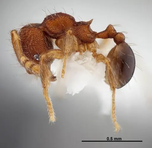 Pheidole karolsetosa - CASENT0609035