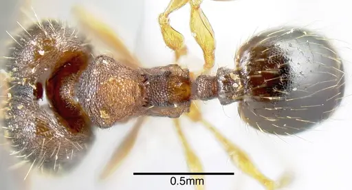 Pheidole karolsetosa - INB0003679878