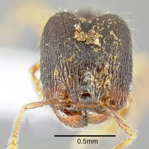 Pheidole karolsetosa - INB0003679878