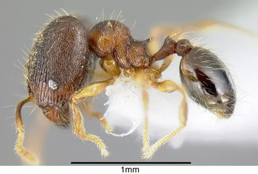 Pheidole karolsetosa - INB0003679878