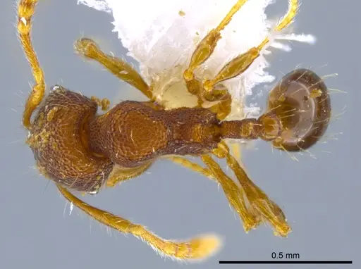 Pheidole karolsetosa - INB0003696450