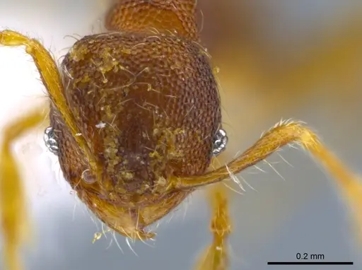 Pheidole karolsetosa - INB0003696450