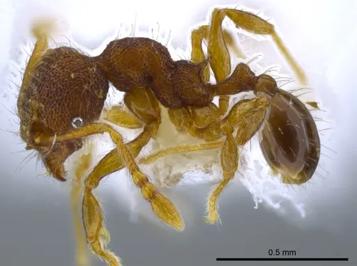 Pheidole karolsetosa - INB0003696450