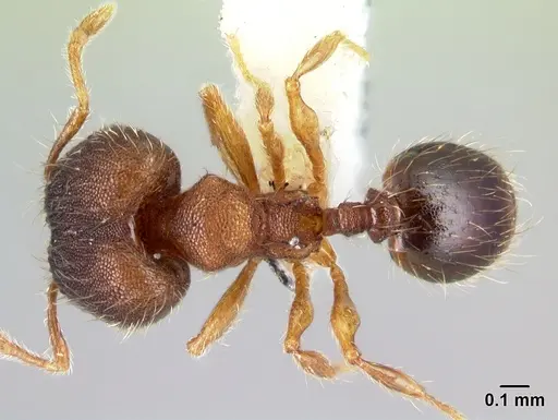 Pheidole karolsetosa - INBIOCRI002279842