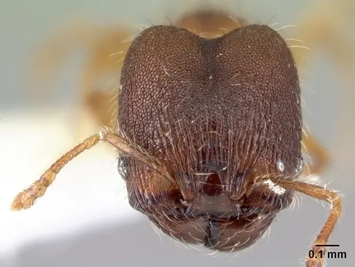 Pheidole karolsetosa - INBIOCRI002279842