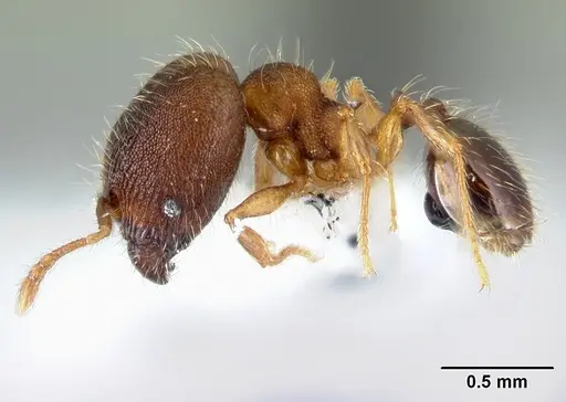 Pheidole karolsetosa - INBIOCRI002279842