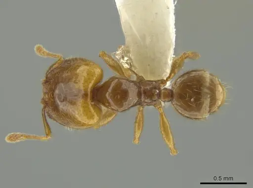 Pheidole kasparii specimen