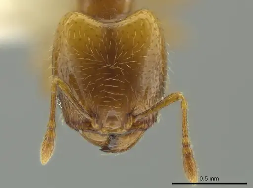 Pheidole kasparii specimen