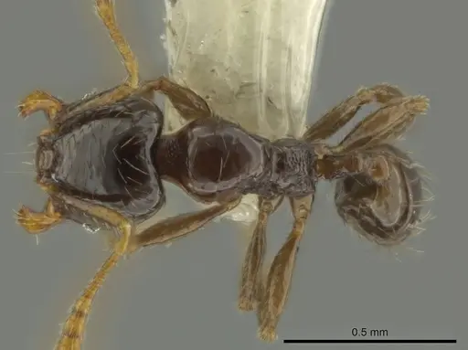 Pheidole kasparii - CASENT0637175
