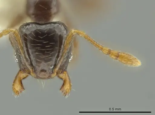 Pheidole kasparii - CASENT0637175