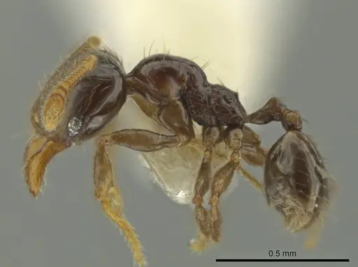 Pheidole kasparii - CASENT0637175