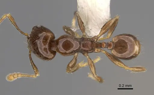 Pheidole kasparii - CASENT0637176