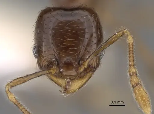 Pheidole kasparii - CASENT0637176