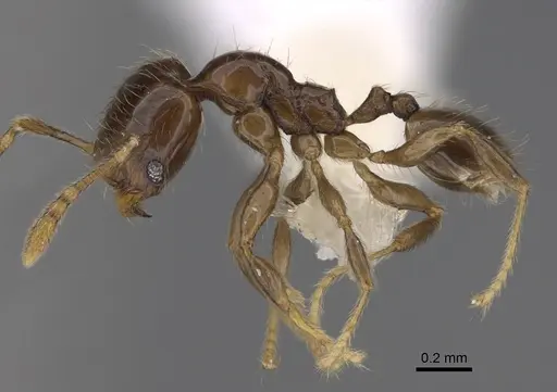 Pheidole kasparii - CASENT0637176