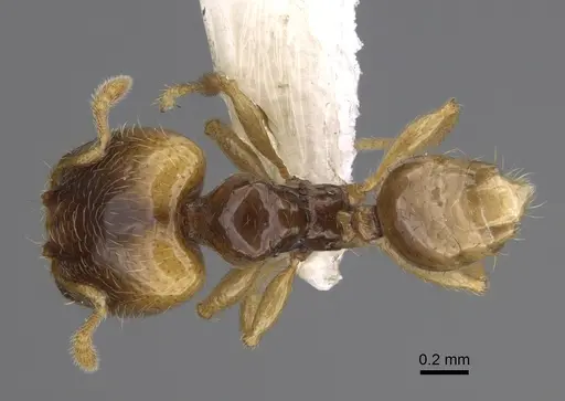 Pheidole kasparii - CASENT0637177