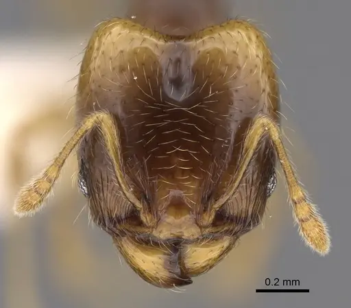 Pheidole kasparii - CASENT0637177