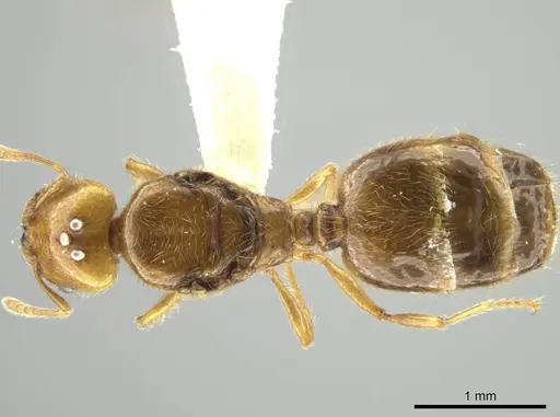Pheidole kasparii - CASENT0637178