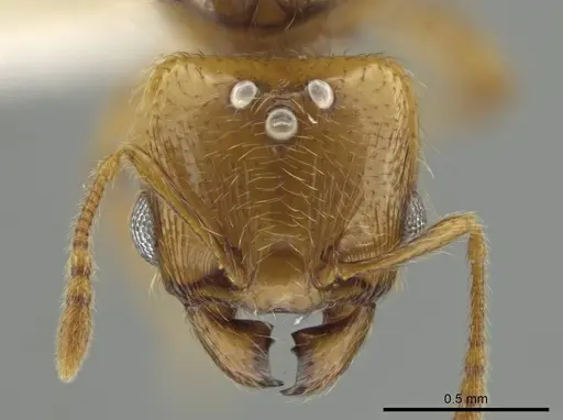 Pheidole kasparii - CASENT0637178