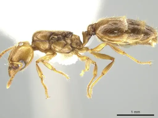 Pheidole kasparii - CASENT0637178