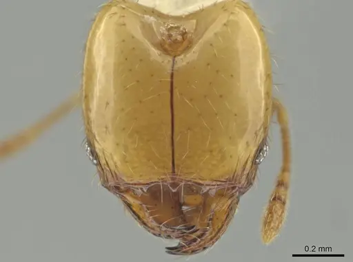 Pheidole kasparii - CASENT0646617