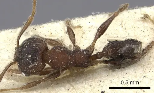 Pheidole katonae specimen