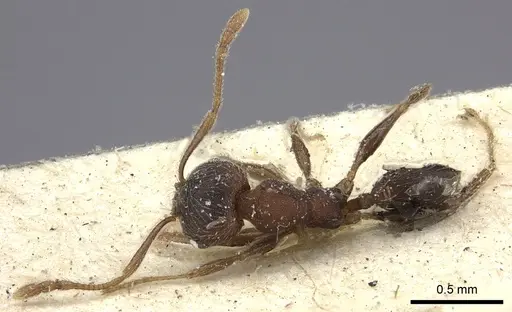 Pheidole katonae specimen