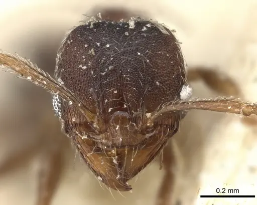 Pheidole katonae specimen