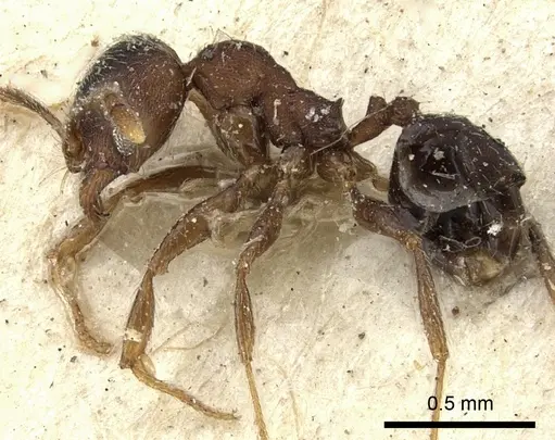Pheidole katonae - CASENT0249072