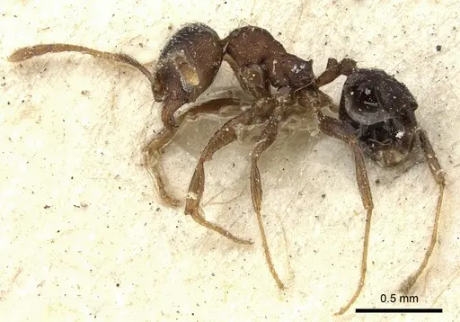 Pheidole katonae - CASENT0249072