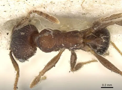 Pheidole katonae - CASENT0922221