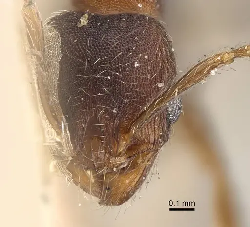 Pheidole katonae - CASENT0922221