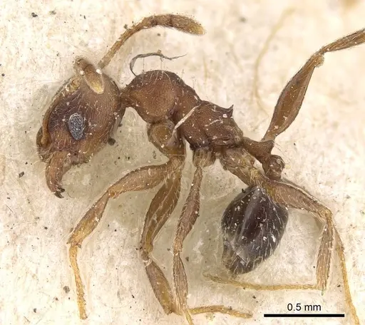 Pheidole katonae - CASENT0922221