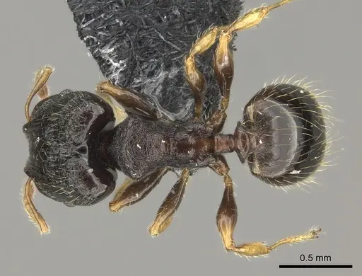 Pheidole kava specimen