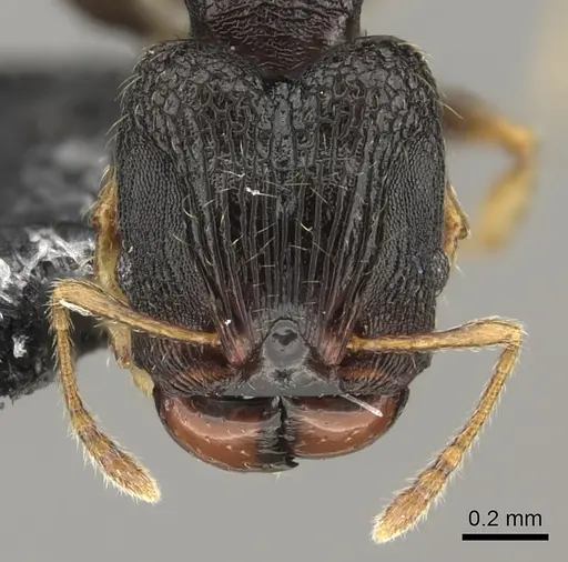 Pheidole kava specimen