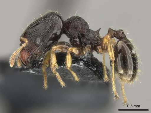 Pheidole kava specimen