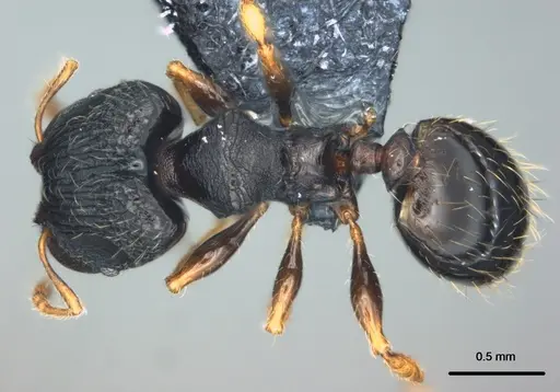 Pheidole kava - CASENT0183626